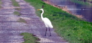 Great White Egret 2.jpg