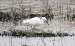 Little Egret.jpg