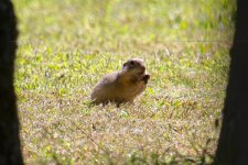 Ground Squirrel.jpg