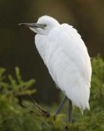 Cattle_Egret_Juvenile.jpg