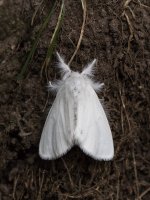 Unknown_Moth_3299.jpg