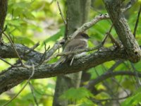 Eastern Phoebe Oak Openings 140517 (2).JPG