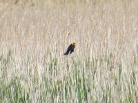 Yellow-headed Blackbird Nayanquing Point 140517 (1).JPG