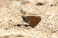 Dingy Skipper sp 5.jpg