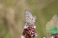 Langs Short-tailed Blue sp 4.jpg