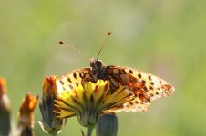 Queen of Spain Fritillary sp 1.jpg