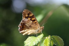 Speckled Wood sp 1.jpg