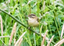 Sedge Warbler-0131.jpg