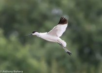 Avocet flight-0157.jpg