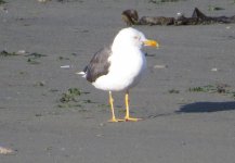 gull.jpg