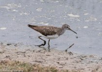 Green sandpiper-0147.jpg