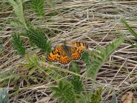 Fritillary sp at Tumen Khaan.jpg