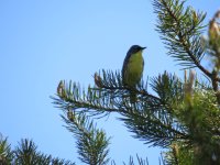 Kirtland's Warbler Chase Bridge Road 150517 (4).JPG