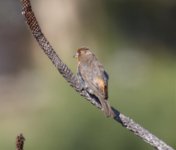 Unknown Oceana bird.jpg