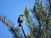 Kirtland's Warbler Chase Bridge Road 150517 (7).JPG