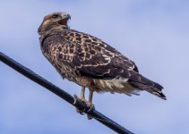 unknown possible Northern Goshawk (juv) Aug 21 17 IMGP4765.jpg