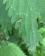 5leafhopper1.jpg