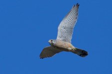 Eurasian Kestrel.jpg