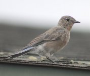 MountainBluebird_Immature_ElyHouse_20170821_IMG_8395.jpg