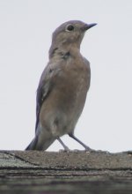 MountainBluebird_Immature_ElyHouse_20170821_IMG_8398.jpg