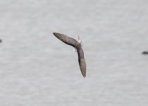 Black Tern-1860.jpg