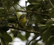 Prairie Warbler.jpg