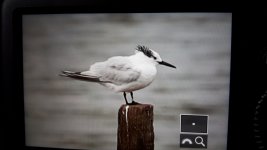 sarny tern Gary Mantle 20170822_162024.jpg