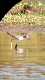 Yellowlegs1.jpg