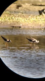 Yellowlegs3.jpg