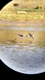 Yellowlegs4.jpg