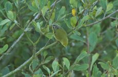 Yellow Warbler 02.jpg