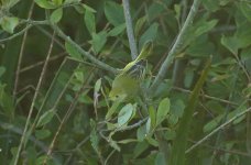 Yellow Warbler 03.jpg