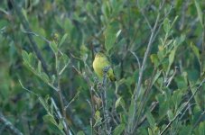 Yellow Warbler 06.jpg
