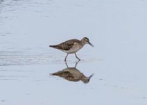 Wood Sandpiper-1234.jpg