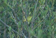 Yellow Warbler 09.jpg