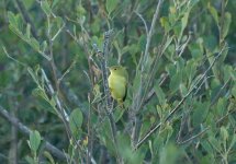 Yellow Warbler 10.jpg