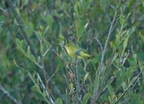 Yellow Warbler 11.jpg