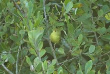 Yellow Warbler 14.jpg