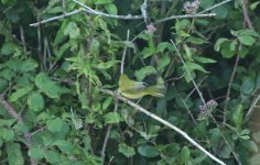 Yellow Warbler 16 (Tail).jpg