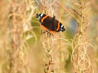 Red Admiral.jpg