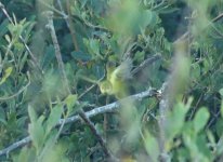 Yellow Warbler 17 (Tail).jpg