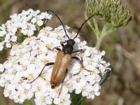 Leptura guttata.jpg