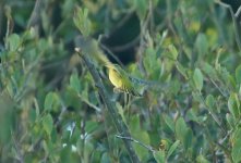 Yellow Warbler 18 (Tail).jpg