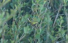 Yellow Warbler 19 (Primary Coverts).jpg