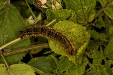 A Drinker Moth caterpillar 3O9B5449.jpg