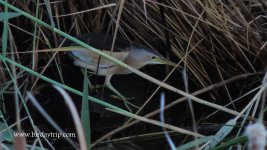 2017.10.06 Little Bittern.JPG