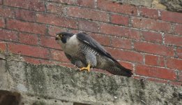 Peregrine (7).jpg