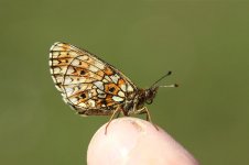 Small Pearl-bordered Fritillary lt 1.jpg