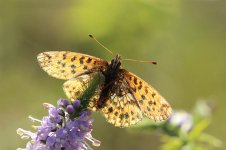 Weavers Fritillary lt 2.jpg