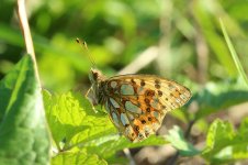 Queen of Spain Fritillary lt 1.jpg